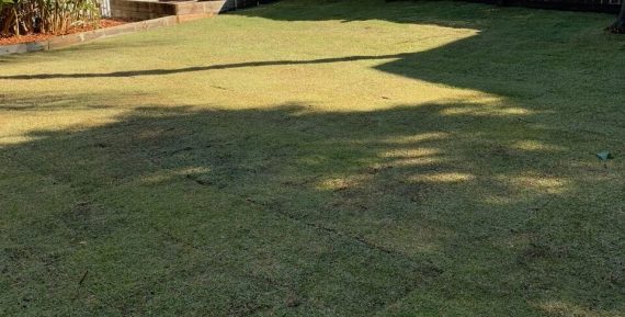 backyard of house with grass